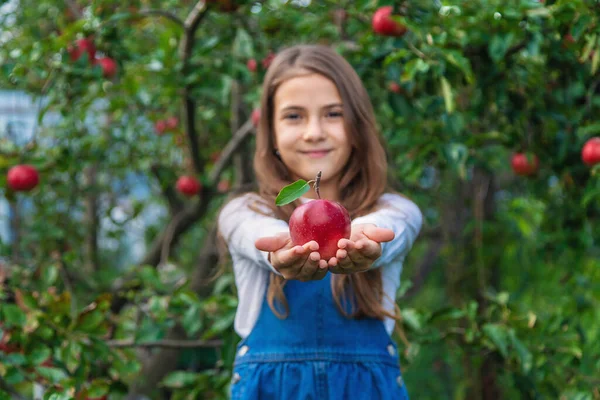 一个孩子在花园里摘苹果 有选择的重点 — 图库照片