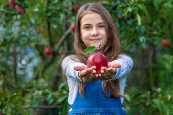 어린이는 정원에서 사과를 거둔다 선택적 집중입니다 — 스톡 사진