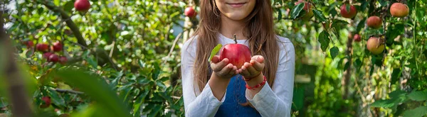 Dziecko Zbiera Jabłka Ogrodzie Wybiórcze Skupienie Żywność — Zdjęcie stockowe