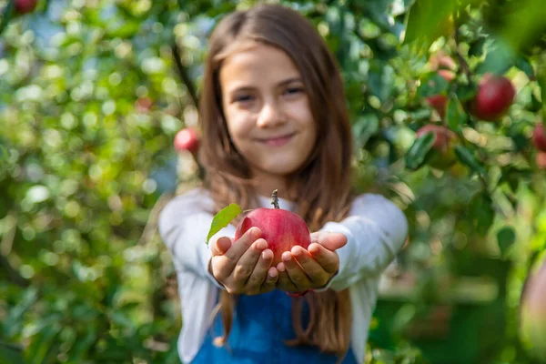 Dziecko Zbiera Jabłka Ogrodzie Wybiórcze Skupienie Żywność — Zdjęcie stockowe