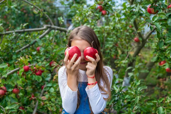 Ett Barn Skördar Äpplen Trädgården Selektivt Fokus Livsmedel — Stockfoto