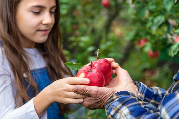 Child Grandmother Harvest Apples Garden Selective Focus Kid — Stock Photo, Image