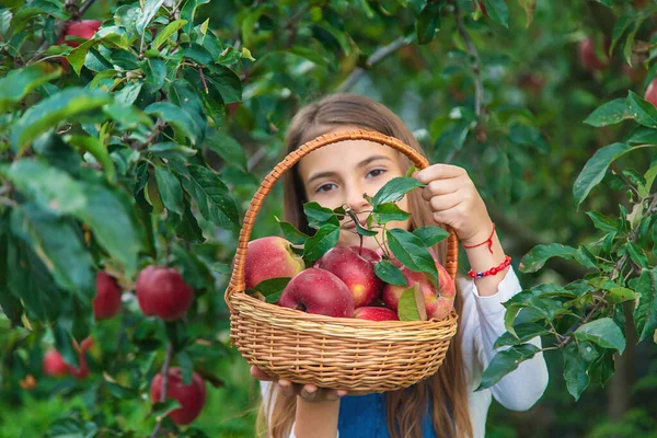 Uma Criança Colhe Maçãs Jardim Foco Seletivo Alimentos — Fotografia de Stock