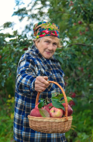Бабушка Собирает Яблоки Саду Выборочный Фокус Еда — стоковое фото