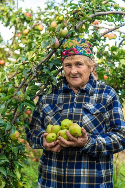 Grandmother Harvests Pears Garden Selective Focus Food — Stock Photo, Image
