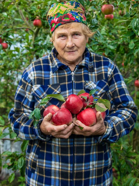 Бабушка Собирает Яблоки Саду Выборочный Фокус Еда — стоковое фото