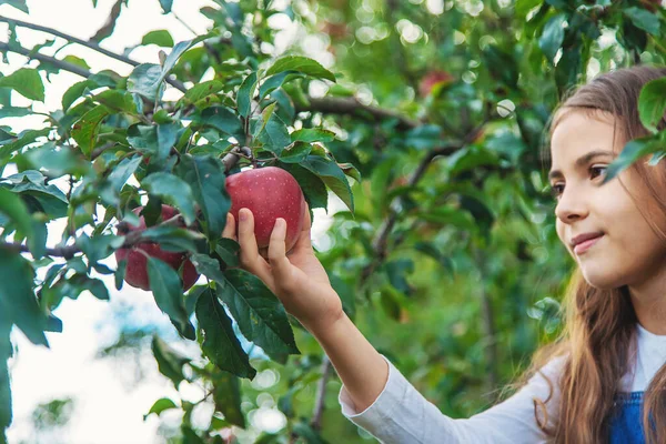 Child Harvests Apples Garden Selective Focus Food Royalty Free Stock Photos