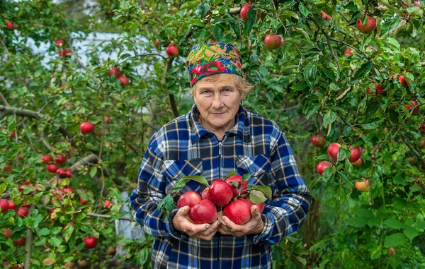 Γιαγιά Μαζεύει Μήλα Στον Κήπο Επιλεκτική Εστίαση Τρόφιμα — Φωτογραφία Αρχείου