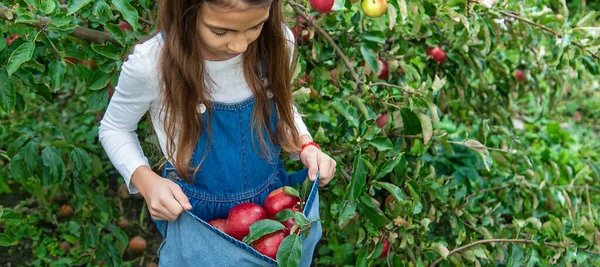 Ett Barn Skördar Äpplen Trädgården Selektivt Fokus Livsmedel — Stockfoto