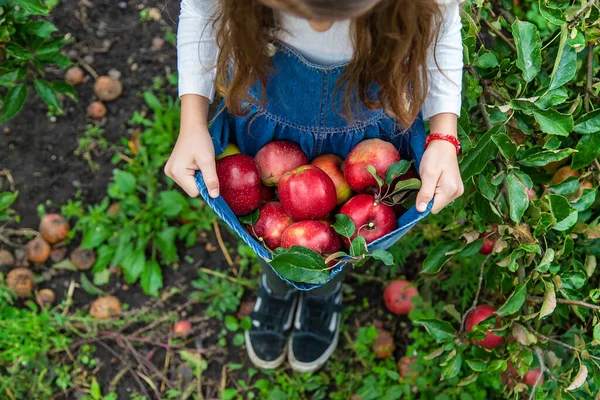 Uma Criança Colhe Maçãs Jardim Foco Seletivo Alimentos — Fotografia de Stock