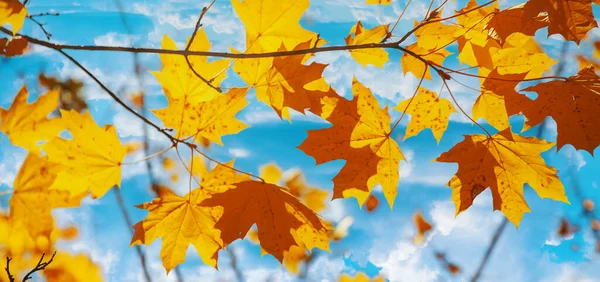 Podzimní Listí Stromě Selektivní Soustředění Příroda — Stock fotografie