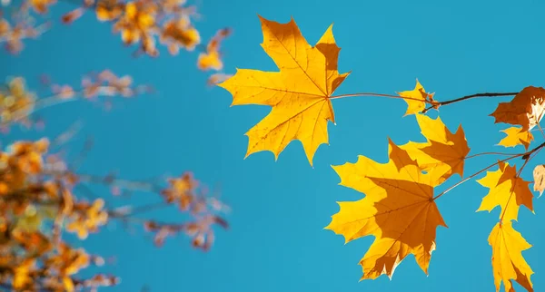 秋は木の上に残る 選択的フォーカス — ストック写真
