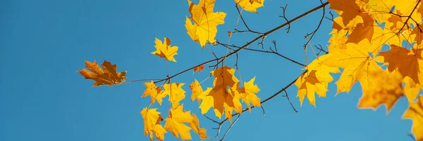 Las Hojas Otoñales Sobre Árbol Enfoque Selectivo Naturaleza —  Fotos de Stock