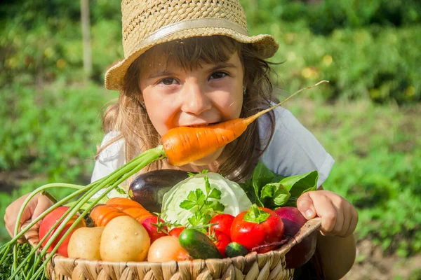 Дитячі Овочі Фермі Вибірковий Фокус Природа — стокове фото