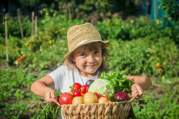 Dítě Zelenina Farmě Selektivní Soustředění Příroda — Stock fotografie