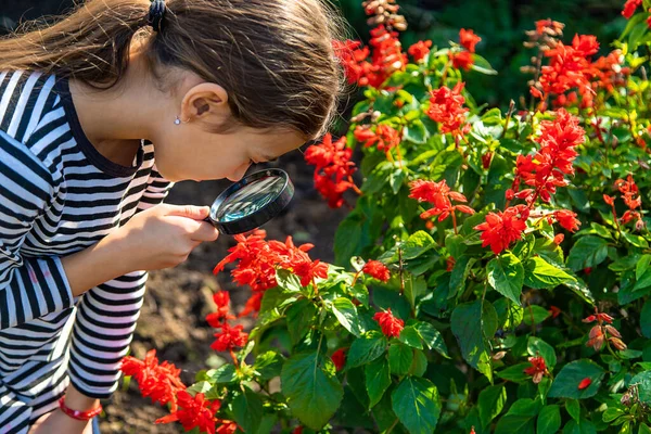 Дети Смотрят Через Лупу Растение Выборочный Фокус Kid — стоковое фото