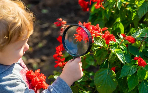 Gyerekek Egy Nagyítón Keresztül Nézik Növényt Szelektív Fókusz Kölyök — Stock Fotó
