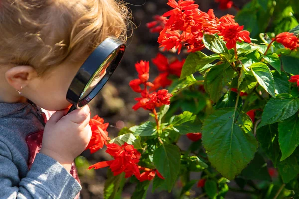 Kinder Schauen Durch Eine Lupe Auf Eine Pflanze Selektiver Fokus — Stockfoto