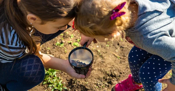 Children Examine Soil Magnifying Glass Selective Focus Kid — Stock Photo, Image