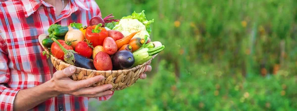 Man Farmer Holds Harvest Vegetables His Hands Selective Focus Nature — Stock Photo, Image
