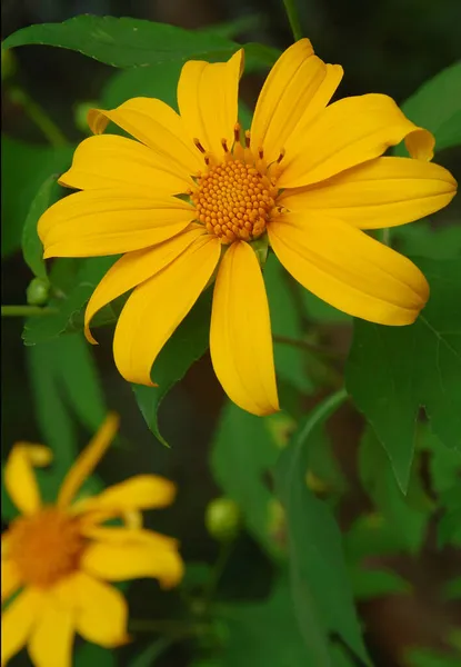Zinnia Amarilla Plantas Flores Que Crecen Silvestres Borde Carretera — Foto de Stock