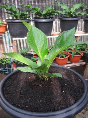 Geniş yapraklı güzelliği ve güneş ışığına maruz kalmış taze yeşili olan Jemani süs bitkisi egzotik bir gölge etkisi yaratıyor..