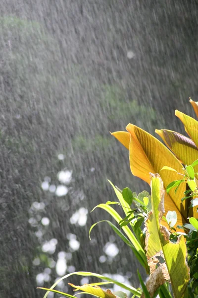 Blur Rain Falls Sunny Day Gives Fresh Impression — Stock Photo, Image