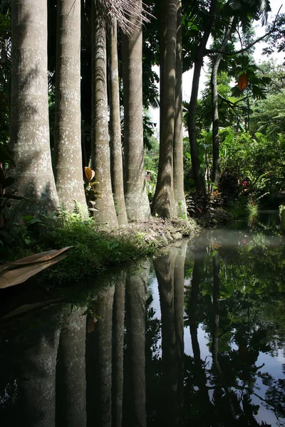 Some Tree Trunks Towering Reflections Water — Stock Photo, Image