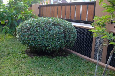 Yaprakları evin temiz ve yeşil avlusunda yuvarlak şekillerde kesilmiş bitkiler.