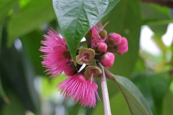 Guava Meyve Ağacının Çiçeği Meyve Mevsimine Girmenin Bir Işaretidir — Stok fotoğraf