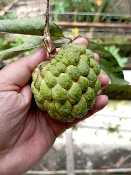 Srikaya Frucht Oder Zuckerapfel Annona Squamosa Der Baum Wächst Viel — Stockfoto