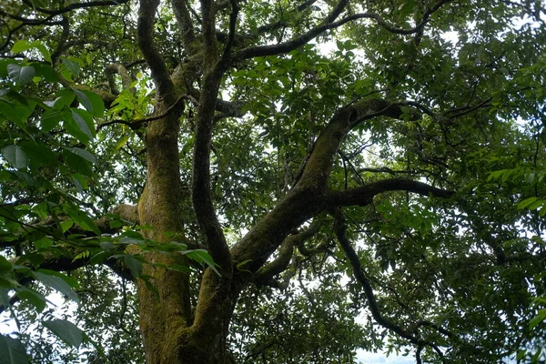 Troncos Árvores Cobertos Musgo Superfície Porque Eles Estão Uma Altitude — Fotografia de Stock