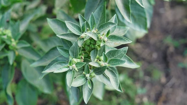 Withania Somnifera Plant Known Ashwagandha Indian Ginseng Herbs Poison Gooseberry — Stock Photo, Image