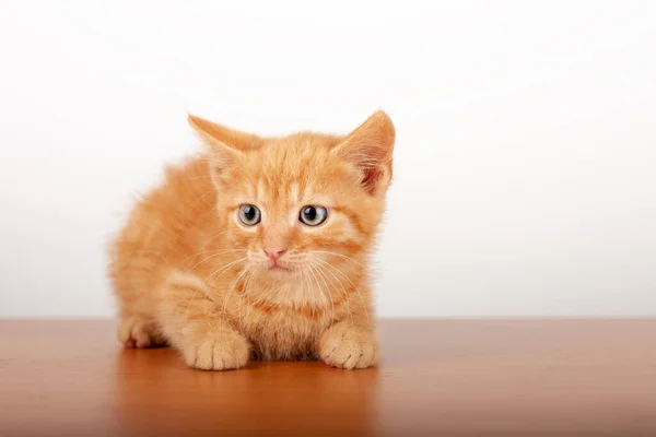 橙色的小家猫躺在白色背景的木板上 摄影棚拍摄 — 图库照片