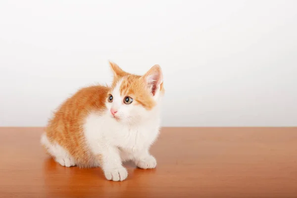 橙色小家猫坐在白色背景的木板上 摄影棚拍摄 — 图库照片