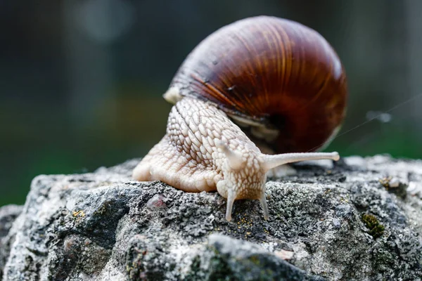 Close Snail Walking Old Gray Stone Wildlife — Stock fotografie