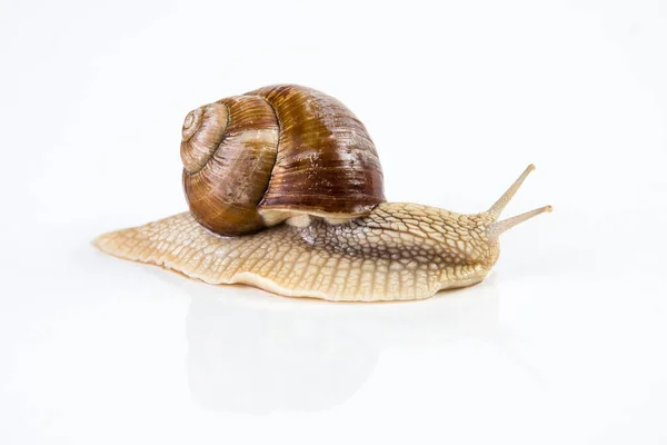 Helix pomatia. Beyaz arka planda bahçe salyangozunun stüdyo çekimi.