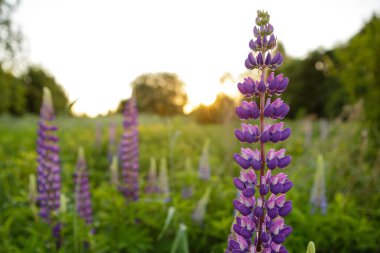 Çiçek açan lupin çiçekleri, seçici odak, bulanık arka plan. Pembe mor çiçekli Lupine tarlası.