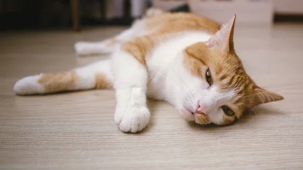 Gato Rojo Tirado Suelo Fotografía Selectiva Enfoque — Foto de Stock