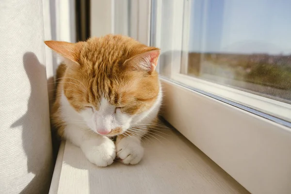 Gato Rojo Blanco Durmiendo Alféizar Ventana Luz Natural — Foto de Stock