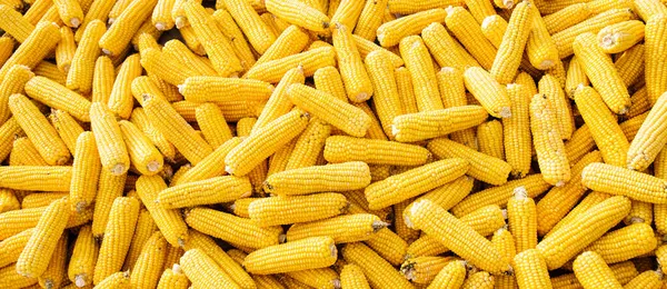 Viele Maisähren Gelber Mais Als Pflanzlicher Hintergrund — Stockfoto