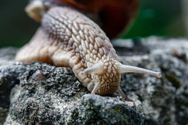 Close Snail Walking Old Gray Stone Wildlife — Stock Photo, Image