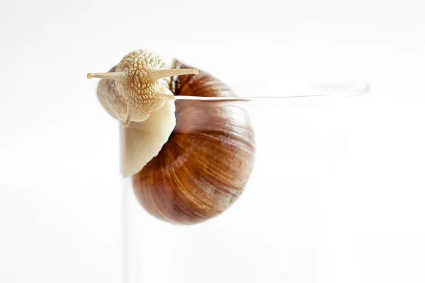 Grape Snail Brown Shell Crawls Edge Glass Cup White Background — Stock Photo, Image