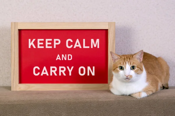 Gato Rojo Con Borrosa Cartel Marco Con Mensaje Mantener Calma — Foto de Stock