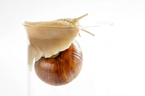 白い背景にガラスのカップの端に茶色の殻を持つブドウのカタツムリが這う — ストック写真