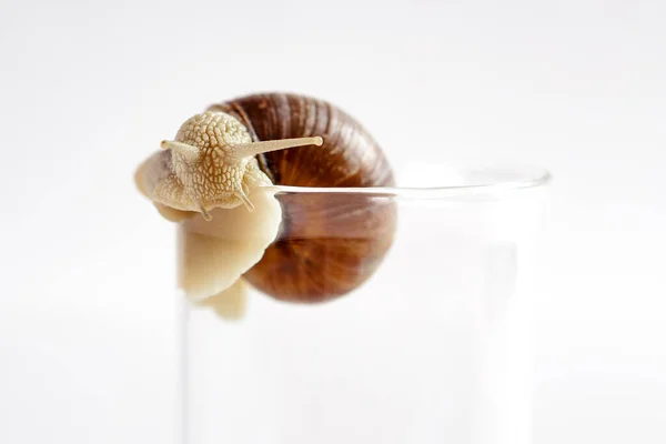 白い背景にガラスのカップの端に茶色の殻を持つブドウのカタツムリが這う — ストック写真