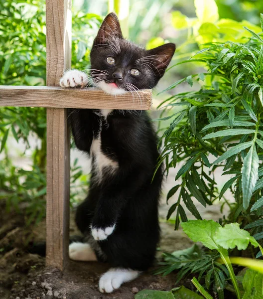 Şirin pofuduk siyah beyaz kedi yavrusu çiçek bahçesinde yürüyor..