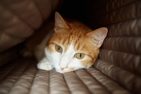 Foto Cerca Del Gato Rojo Con Ojos Verdes Mirando Directamente — Foto de Stock