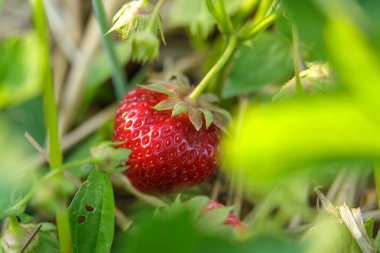 Yazın organik çilek tarlasında yetişen tatlı kırmızı çilekler. Çilek hasadı. Tarım ve ekolojik meyve çiftçiliği kavramı.