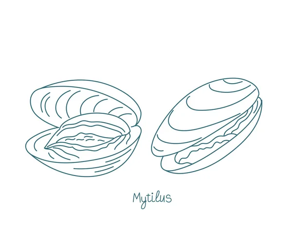 Mytilus genus eetbare mosselen. Vector contour. Open paden. Bewerkbare beroerte. Douaneleidingsdikte. — Stockvector